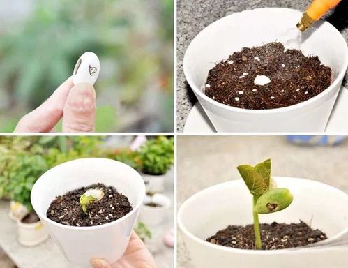萌动春天 一波绿植diy活动正在袭来...