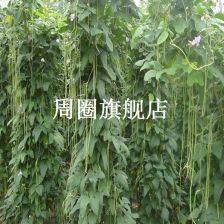 魔豆种植