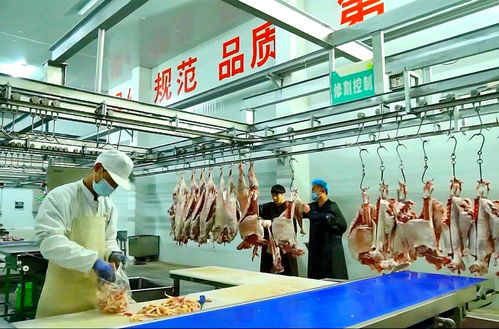 宁夏这只身价百亿的羊 魔豆的传奇炼成之路
